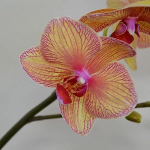 1161_orchidej3.jpg