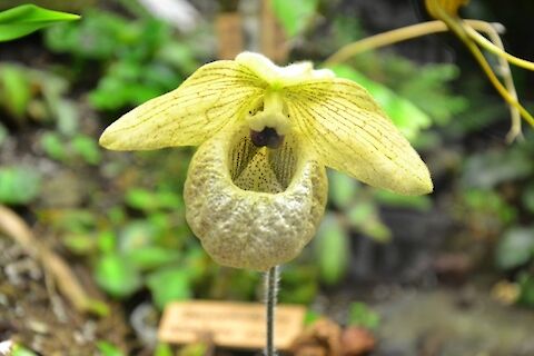 Orchideje ve Fata Morganě