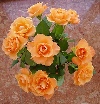 Milá Růžo - akimoro