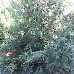 img_1417.jpg