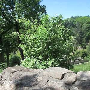 img_1495.jpg
