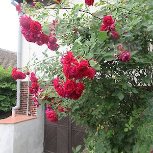 img_1601.jpg