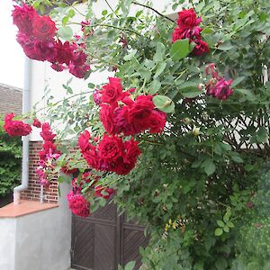 img_1603.jpg