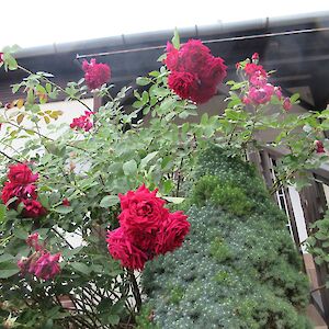 img_1604.jpg